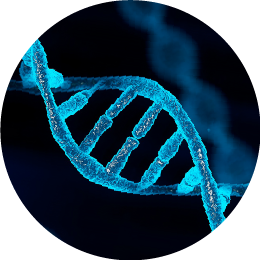 ヒト遺伝子組換ポリペプチドー11（FGF）